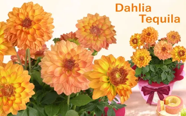 「今年は特別だね！」と喜ばれる、母の日主役級お花のダリア 画像 7