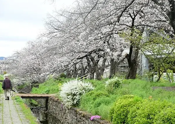 春本番　高槻市内の桜が見頃 画像 2