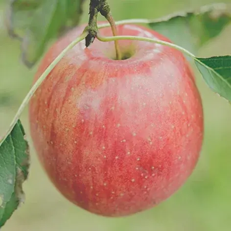 【アンデルセン】4月1日、おいしさを求めて国産小麦粉100％にリニューアル。日本の四季を彩る「ファーマーズブレッド」 画像 13