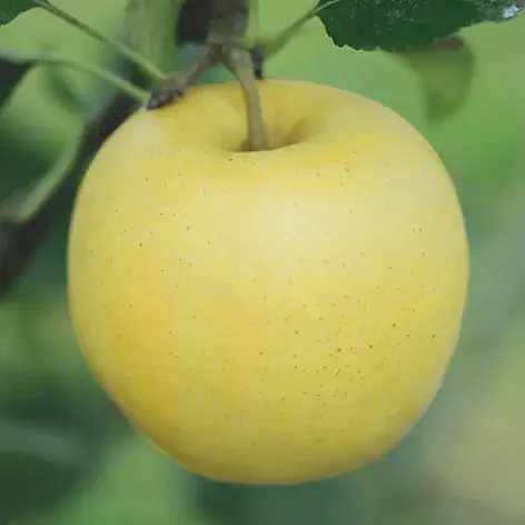 【アンデルセン】4月1日、おいしさを求めて国産小麦粉100％にリニューアル。日本の四季を彩る「ファーマーズブレッド」 画像 14