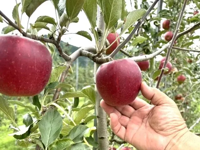 【アンデルセン】4月1日、おいしさを求めて国産小麦粉100％にリニューアル。日本の四季を彩る「ファーマーズブレッド」 画像 3