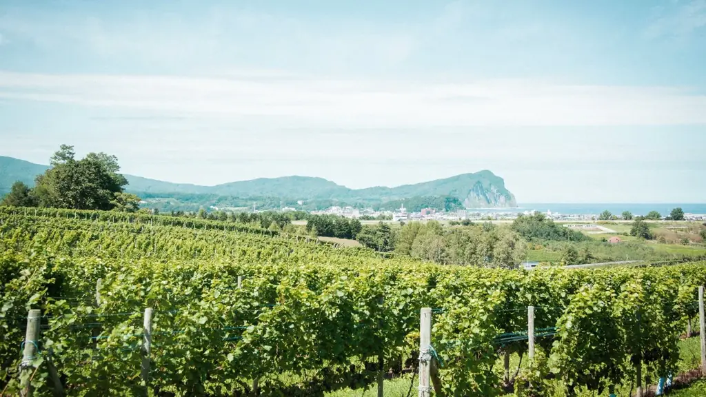 今年の夏も最高の外飲み体験を。「余市ヴィンヤードグランピング」が2026年の予約受付をスタート 画像 5