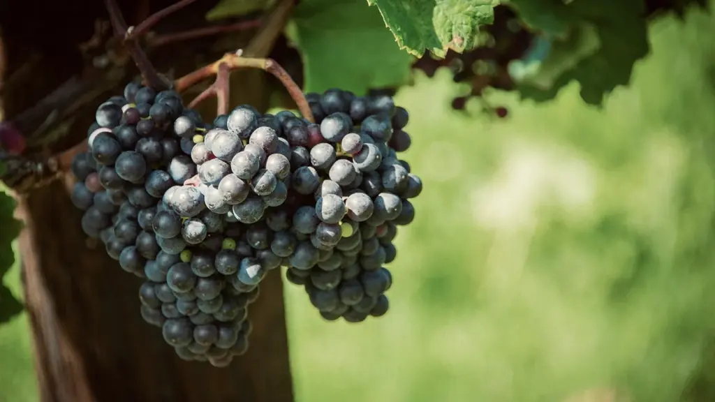 今年の夏も最高の外飲み体験を。「余市ヴィンヤードグランピング」が2026年の予約受付をスタート 画像 6