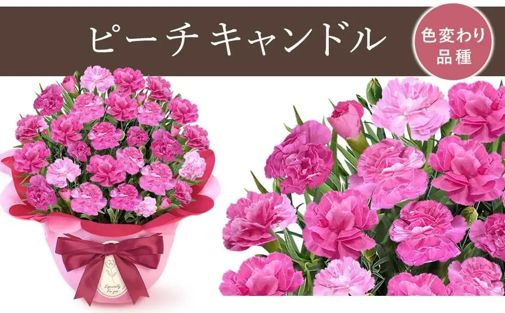 【2026年新色発売！】母の日ギフトは“選ぶ時代”へ　15色のカーネーション×スイーツ自由組み合わせの新提案 画像 2