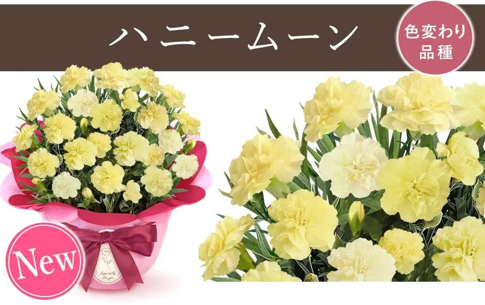 【2026年新色発売！】母の日ギフトは“選ぶ時代”へ　15色のカーネーション×スイーツ自由組み合わせの新提案 画像 3