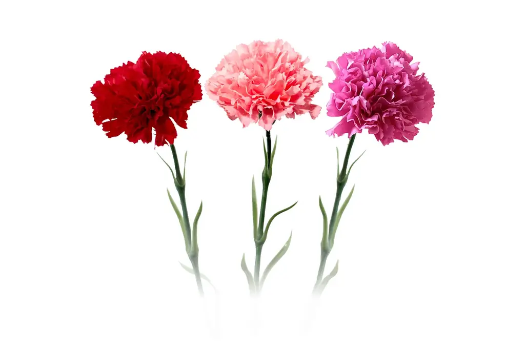 PIZZA-LAとBloom365が初コラボ！ピザ箱を開けるとカーネーションが現れる、母の日限定ギフト「Thanks Mom PIZZA-LA」を4月1日（水）発売 画像 5