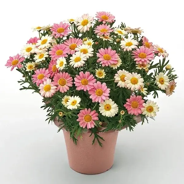 【そごう・西武】若者に広がる花贈り文化で再注目～ありがとうを「花」で伝える母の日ギフト 画像 5