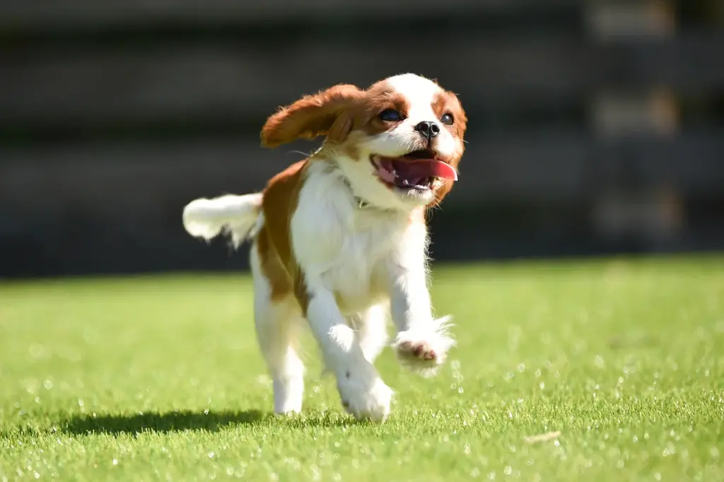 【兵庫・赤穂】小学生以下無料＆1名3,000円OFF！西日本最大級の広さを誇る「赤穂海浜公園」内に誕生した〈赤穂シーサイドパークグランピング〉が土日も対象の『2大初夏旅キャンペーン』を実施 画像 14