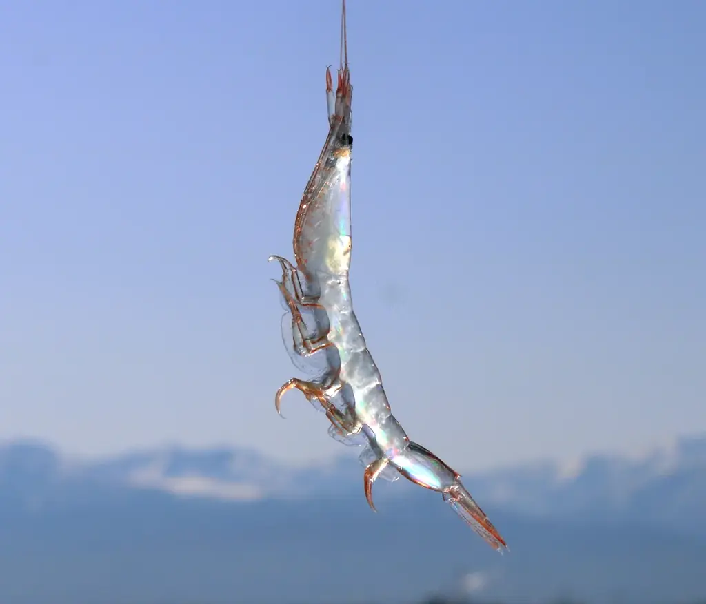 【日の出屋製菓産業×カターレ富山】完売必至！富山銘菓しろえび紀行「カターレ富山オリジナルパッケージ」4月5日（日）～数量限定発売！今回は証明写真風ステッカー１枚入 画像 5