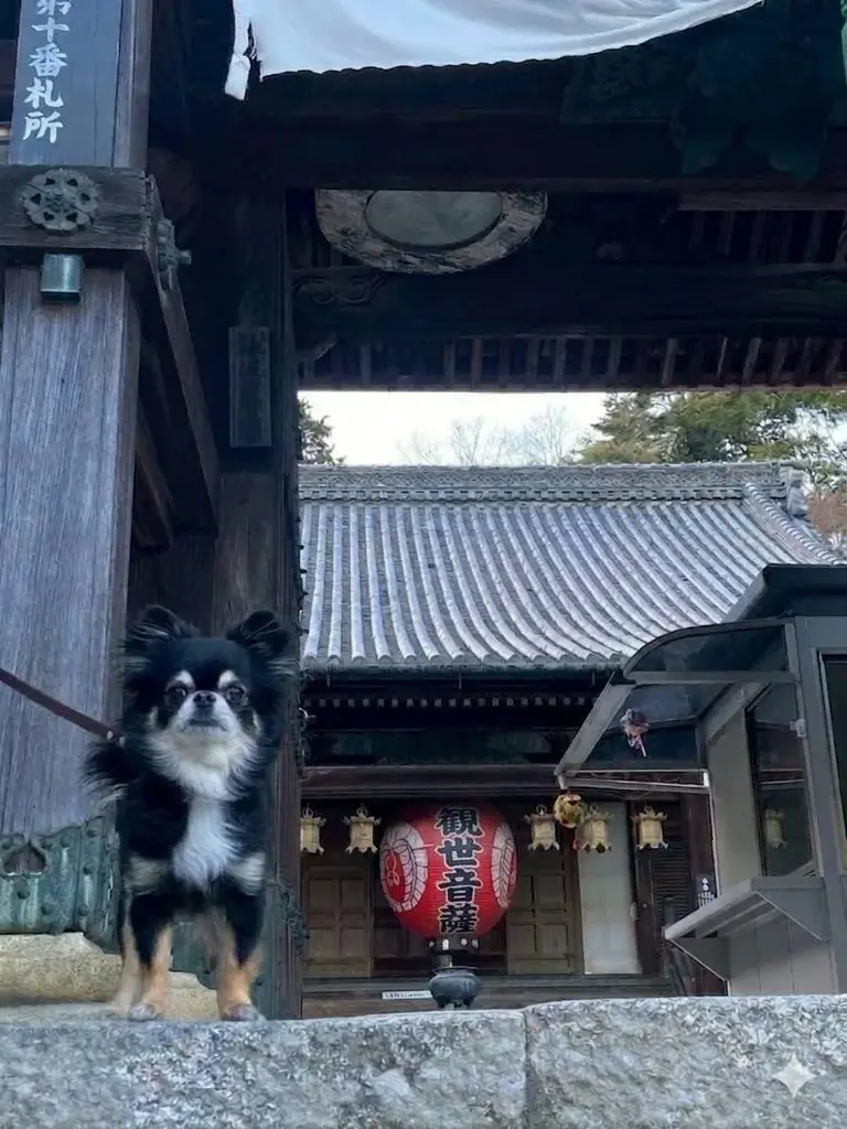 【NEWS】“映え”の先へ。花手水発祥の地が試みる新体験 画像 6