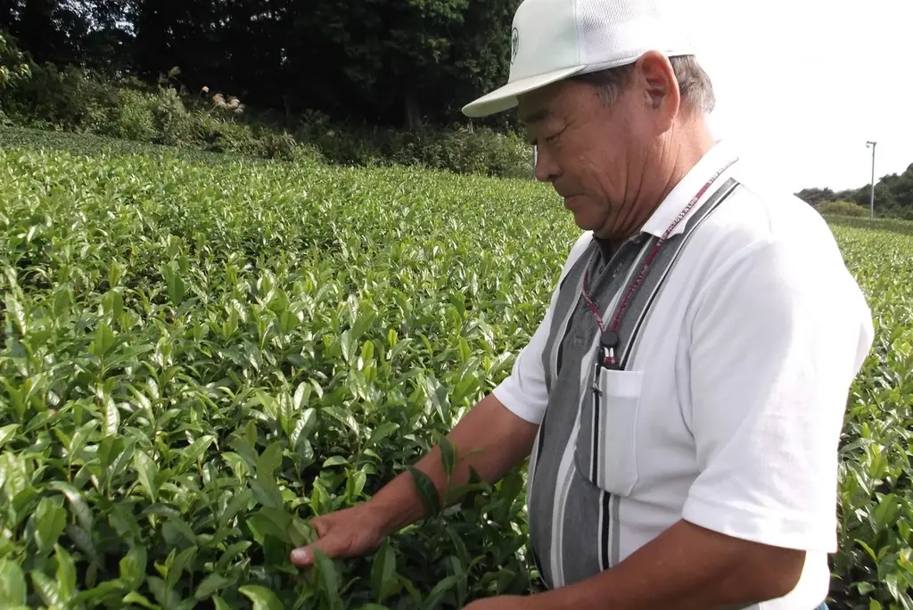 ふわり、舞い上がる春風。桜香るノンアル「玄米茶88 桜」新発売。酒米・山田錦を使った玄米茶専門ブランドから、一年中いつでも〝季節を飲む〟フレーバーティーのシリーズがスタート。 画像 8