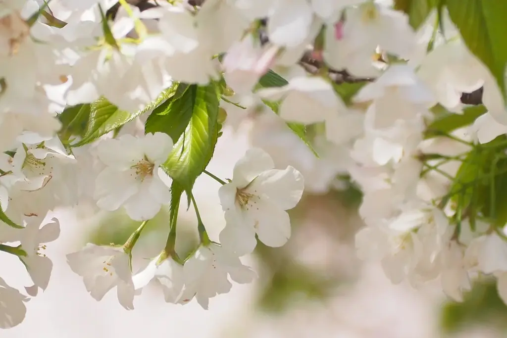ふわり、舞い上がる春風。桜香るノンアル「玄米茶88 桜」新発売。酒米・山田錦を使った玄米茶専門ブランドから、一年中いつでも〝季節を飲む〟フレーバーティーのシリーズがスタート。 画像 9
