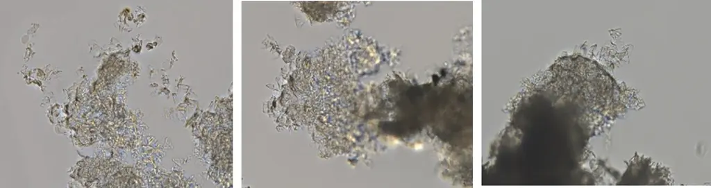 ４月８日は「白花豆エキスの日」 画像 5