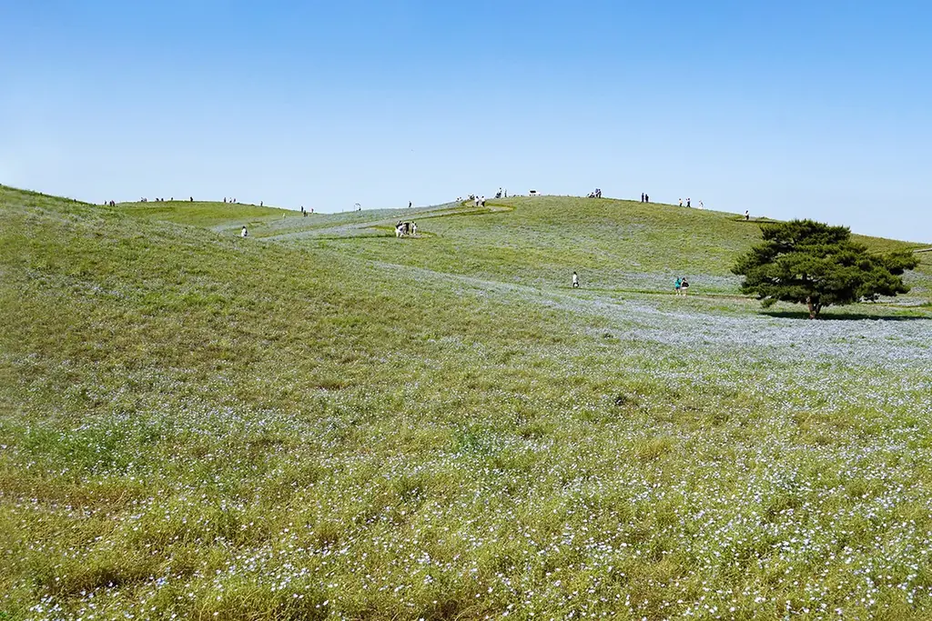 ネモフィラ　明日から3分咲きとなります（国営ひたち海浜公園） 画像 10