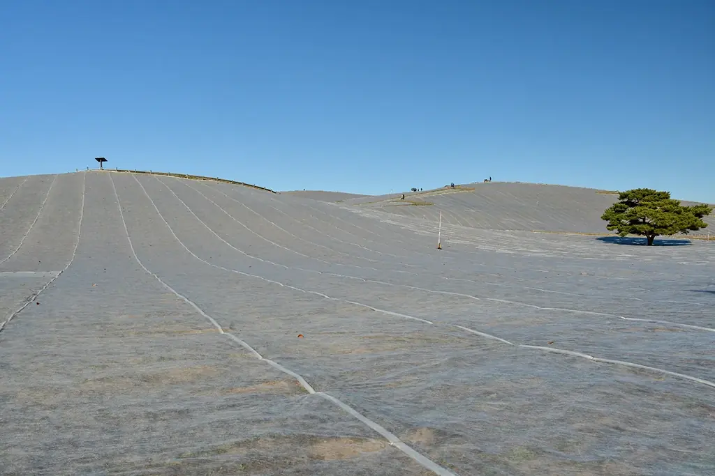 ネモフィラ　明日から3分咲きとなります（国営ひたち海浜公園） 画像 3