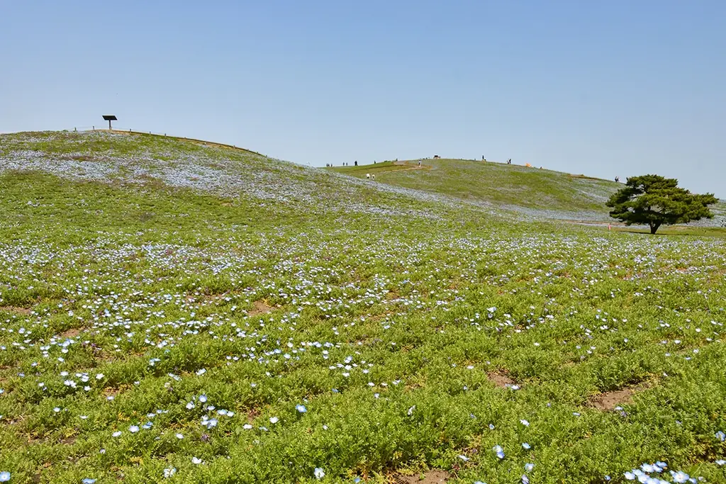 ネモフィラ　明日から3分咲きとなります（国営ひたち海浜公園） 画像 4