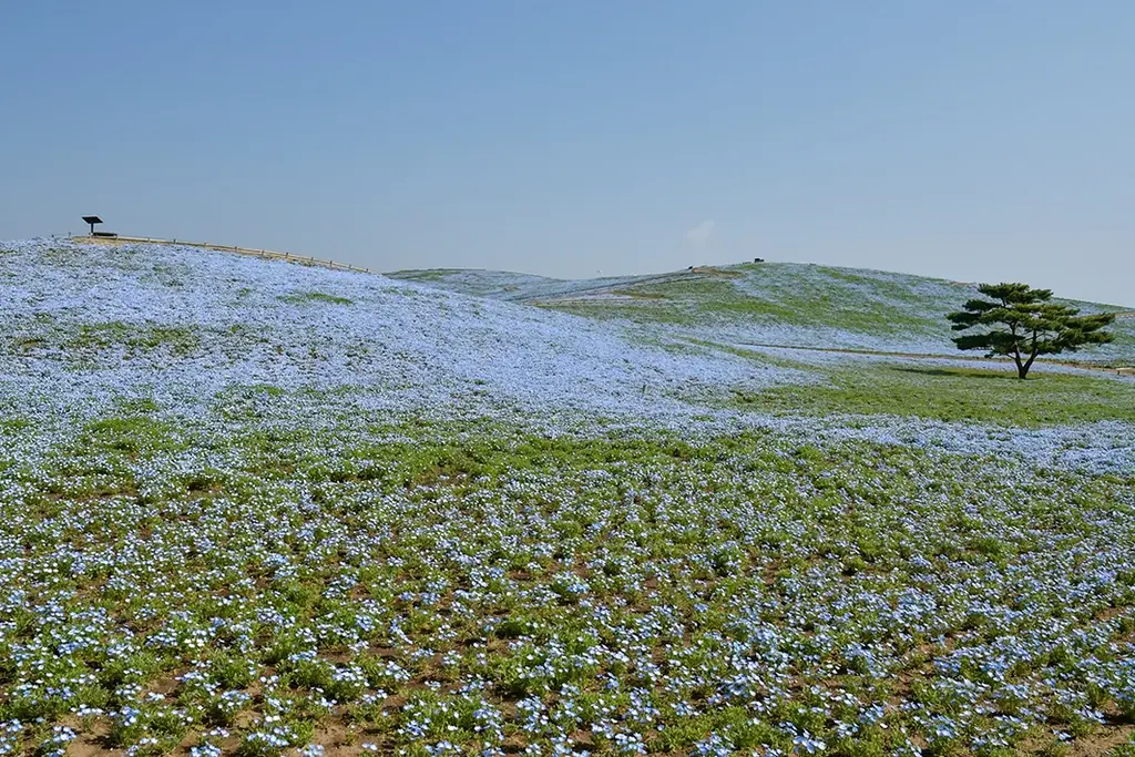 ネモフィラ　明日から3分咲きとなります（国営ひたち海浜公園） 画像 6