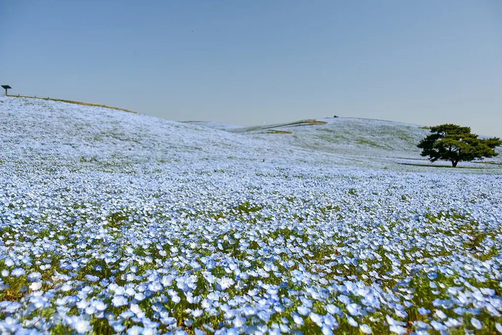ネモフィラ　明日から3分咲きとなります（国営ひたち海浜公園） 画像 7