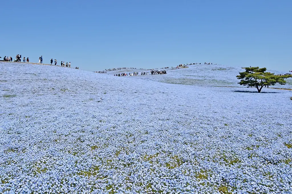 ネモフィラ　明日から3分咲きとなります（国営ひたち海浜公園） 画像 8