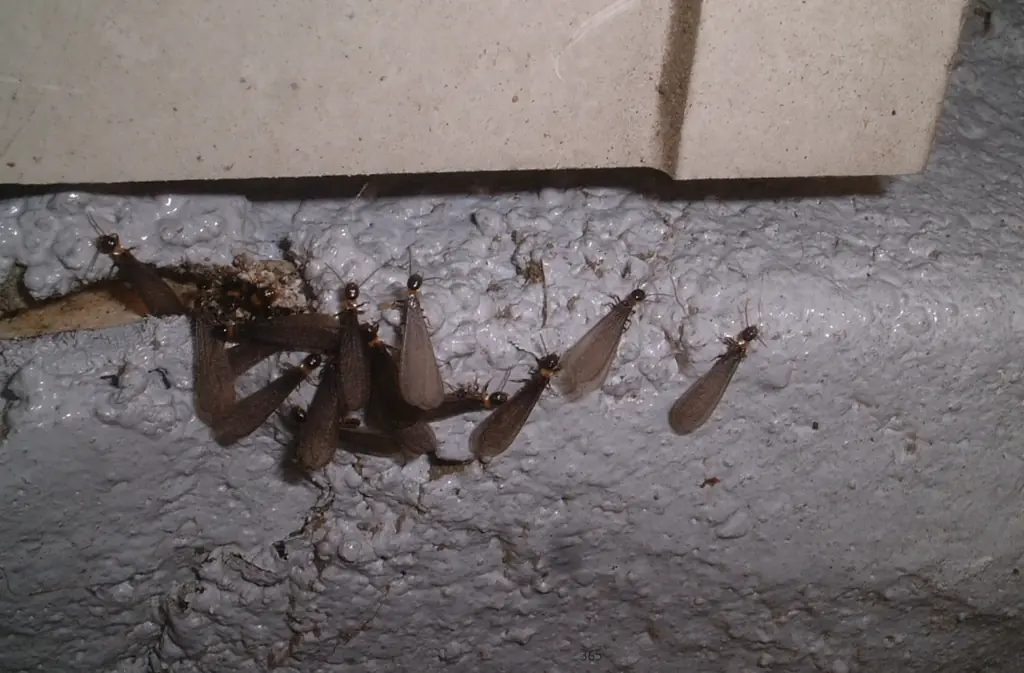 薬剤処理をしない『シロアリ』物理的防蟻工法　外断熱・ミラポリカMP工法を開発　健康やエコ、そして木造住宅の高耐久化に貢献　　　マツミハウジング株式会社 画像 13