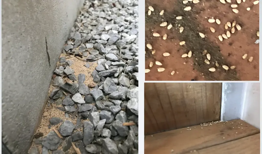 薬剤処理をしない『シロアリ』物理的防蟻工法　外断熱・ミラポリカMP工法を開発　健康やエコ、そして木造住宅の高耐久化に貢献　　　マツミハウジング株式会社 画像 14