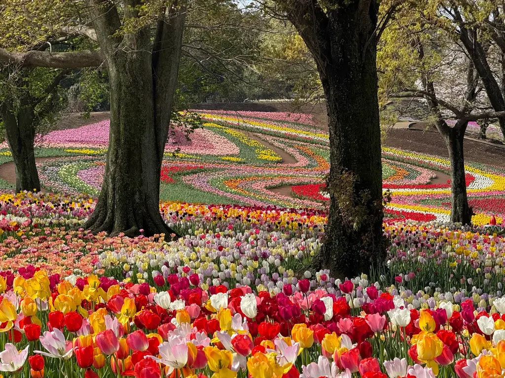 6,000㎡チューリップ開花