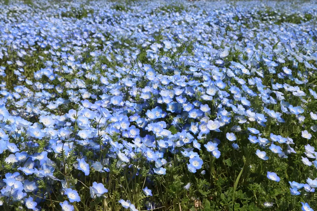 100万本のネモフィラ満開！ 画像 2