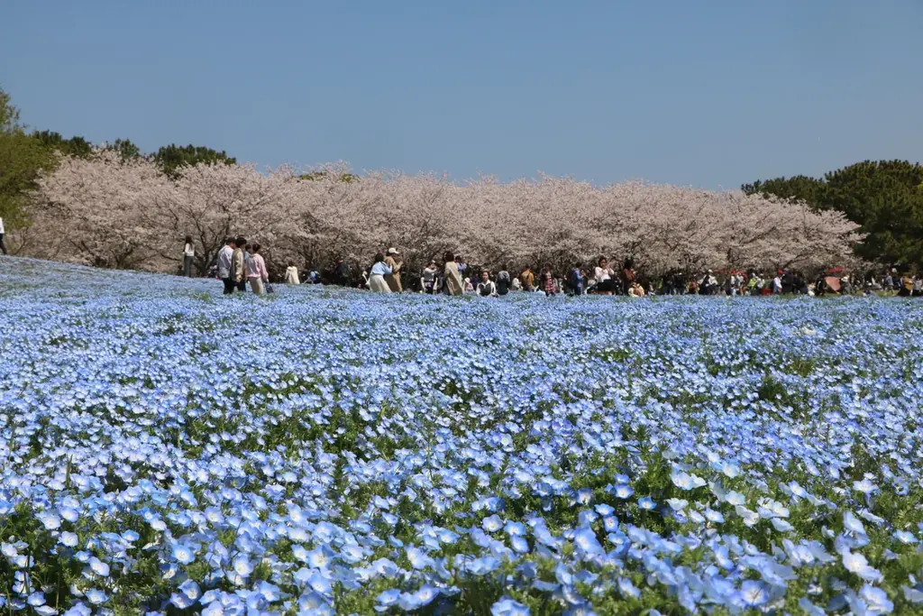 100万本のネモフィラ満開！ 画像 3