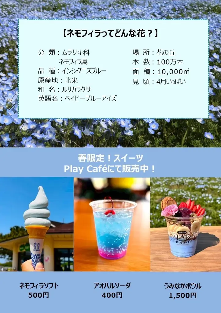 100万本のネモフィラ満開！ 画像 4