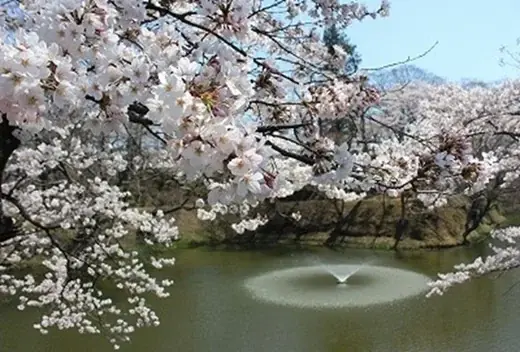 【JAF福島】 春の棚倉町を巡る参加無料イベント「棚倉町 桜ドライブスタンプラリー」4月6日（月）より開催 画像 3