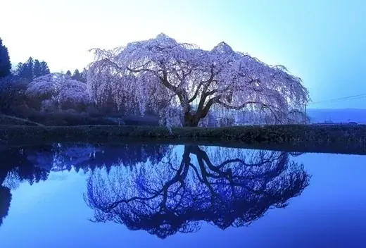 【JAF福島】 春の棚倉町を巡る参加無料イベント「棚倉町 桜ドライブスタンプラリー」4月6日（月）より開催 画像 4