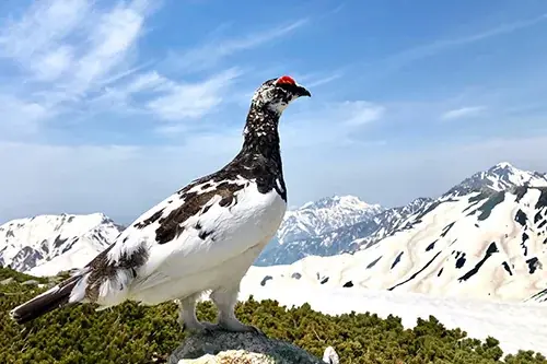 【国内旅行が当たる！】『メルマガに登録して応募しよう！絶景の立山黒部アルペンルートを巡る！雲上の高原リゾート「弥陀ヶ原ホテル」に泊まる2日間プレゼントキャンペーン』 実施中！ 画像 6