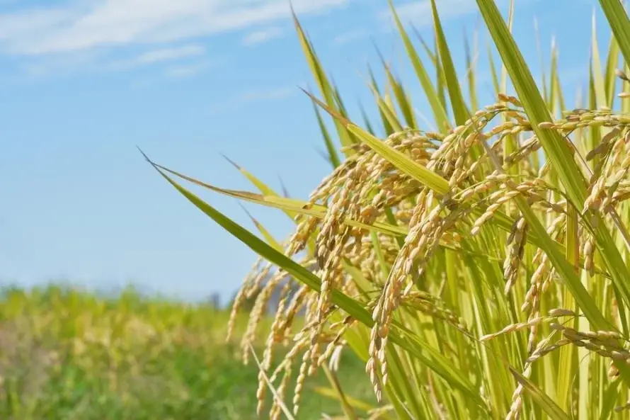 政府の成長戦略17分野「フードテック」や食と農林水産業の未来を「協創」する研修型カンファレンス「ONE SUMMIT 2026 in 新潟」を開催 画像 9