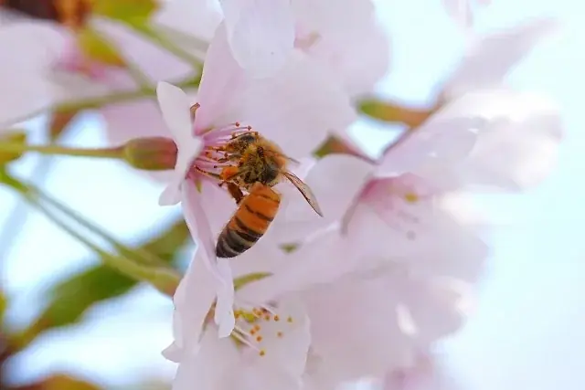 コロンバンが「原宿はちみつヌーヴォー2026」を販売～ミツバチが届ける原宿の春の香り～ 画像 6