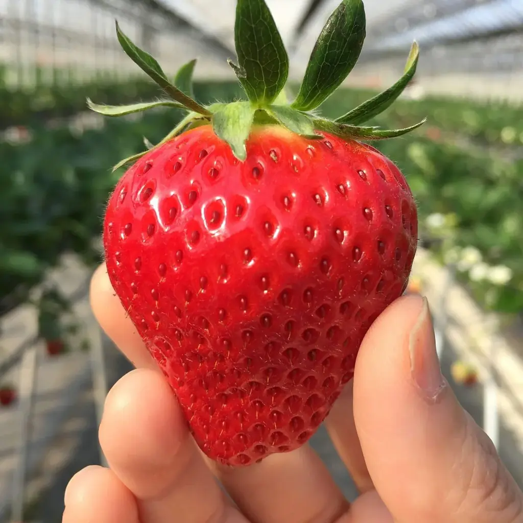 【母の日】Minimalより、国内生産1％の希少苺「女峰」を贅沢に楽しむ、バレンタインで好評を博したガトーショコラが母の日限定で待望の再登場 画像 2