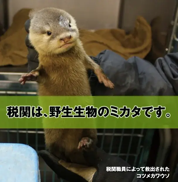 《周年記念企画》アトア × 神戸税関1日限定コラボイベント！ 税関について学ぼう！偽ブランド品展示や「カスタムくん×スピ」の初グリーティングも 画像 2