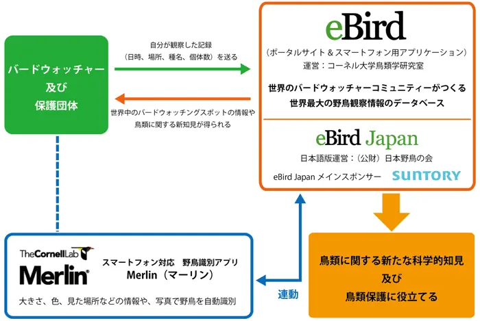愛鳥週間！めざせ、ゴールド・チェックリスト～eBirdで市民科学に参加しよう～ 画像 4