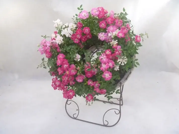 ミニバラ寄せ植え体験