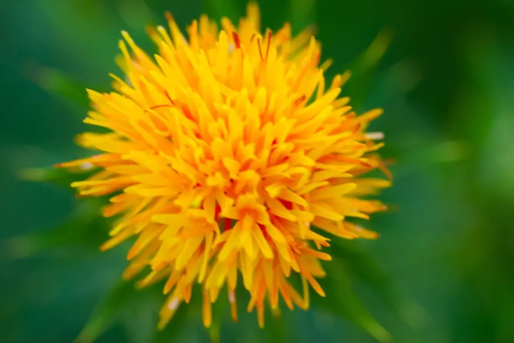 夏の訪れを告げる「紅花」をモチーフにしたお猪口型コスメ「小町紅 咲季」を2026年6月5日に発売 画像 2