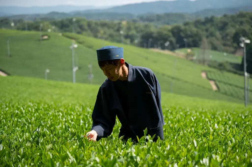 【JWマリオット・ホテル奈良】～奈良・月ヶ瀬「上久保茶園」との特別コラボレーション～　新茶シーズン到来　自ら摘んだ新芽を味わう体験型会席ランチを開催 画像 2