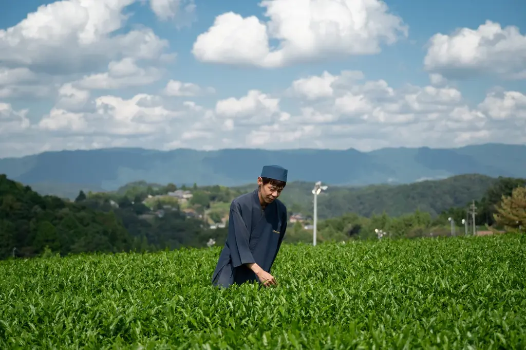 【JWマリオット・ホテル奈良】～奈良・月ヶ瀬「上久保茶園」との特別コラボレーション～　新茶シーズン到来　自ら摘んだ新芽を味わう体験型会席ランチを開催 画像 4