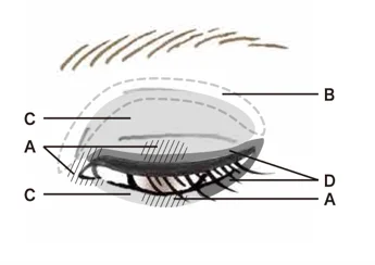 【ルナソル】2026年夏コレクション『JUICY＆DEWY』のアイシャドウ新色「アイカラーレーションN 21ピーチフュージョン」が先行発売から大好評　2026年4月10日（金）より全国店頭予約開始 画像 7