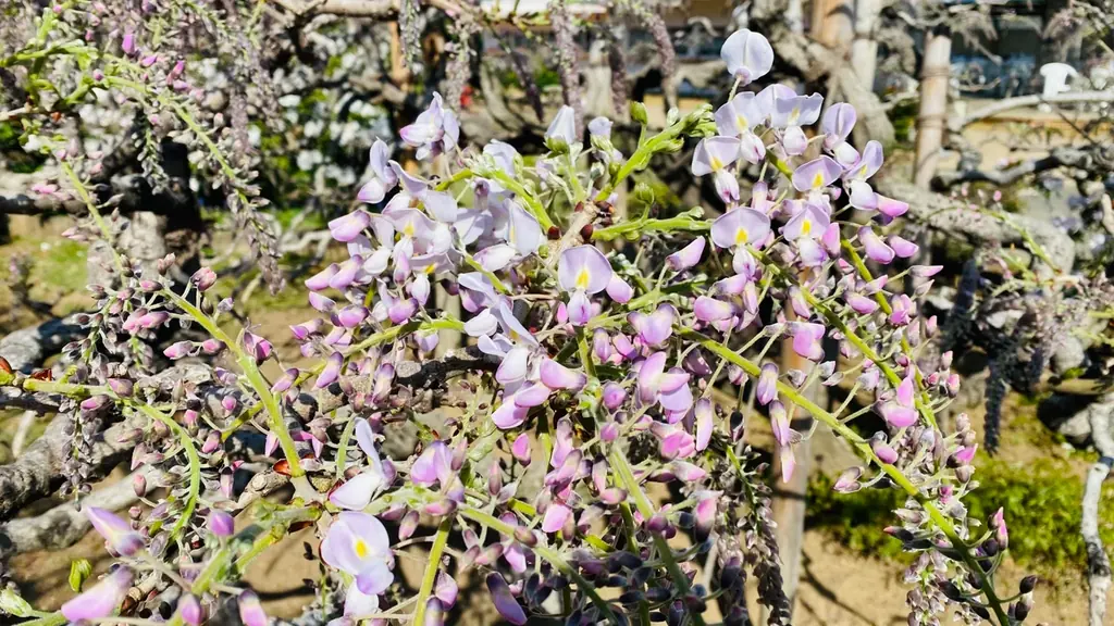 350本以上の藤の花と、5000株以上のツツジが咲き誇る『ふじのはな物語～大藤まつり2026～』が2026年4月11日（土）より開幕！ 画像 1