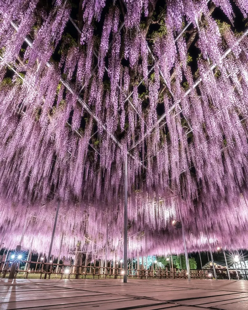 350本以上の藤の花と、5000株以上のツツジが咲き誇る『ふじのはな物語～大藤まつり2026～』が2026年4月11日（土）より開幕！ 画像 12