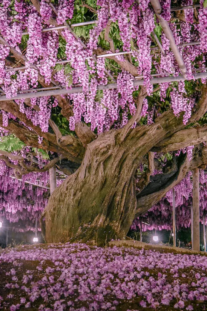 350本以上の藤の花と、5000株以上のツツジが咲き誇る『ふじのはな物語～大藤まつり2026～』が2026年4月11日（土）より開幕！ 画像 15