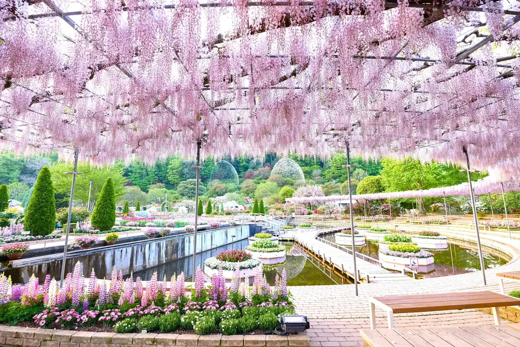 350本以上の藤の花と、5000株以上のツツジが咲き誇る『ふじのはな物語～大藤まつり2026～』が2026年4月11日（土）より開幕！ 画像 2