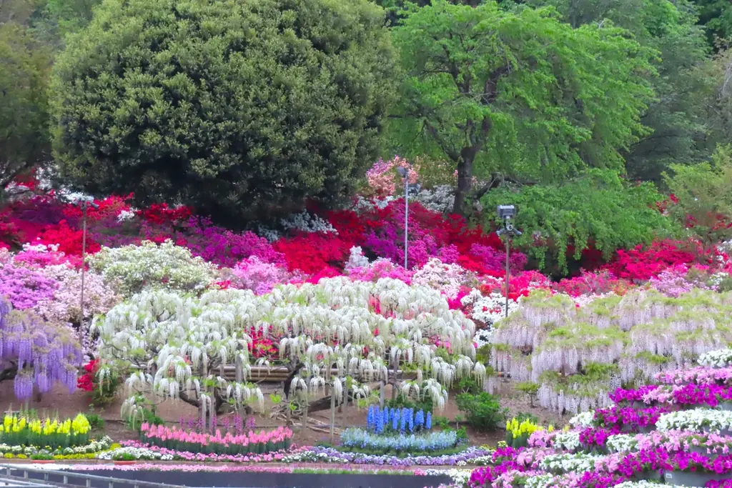 350本以上の藤の花と、5000株以上のツツジが咲き誇る『ふじのはな物語～大藤まつり2026～』が2026年4月11日（土）より開幕！ 画像 23