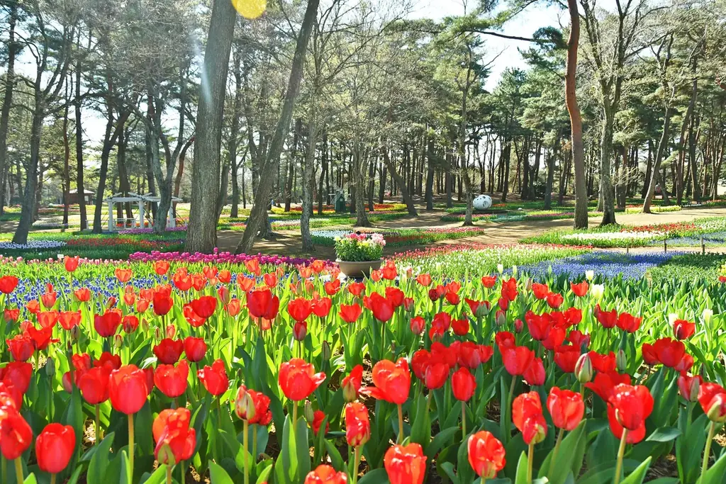 チューリップまもなく見頃です（国営ひたち海浜公園） 画像 1