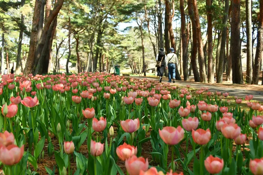 チューリップまもなく見頃です（国営ひたち海浜公園） 画像 2