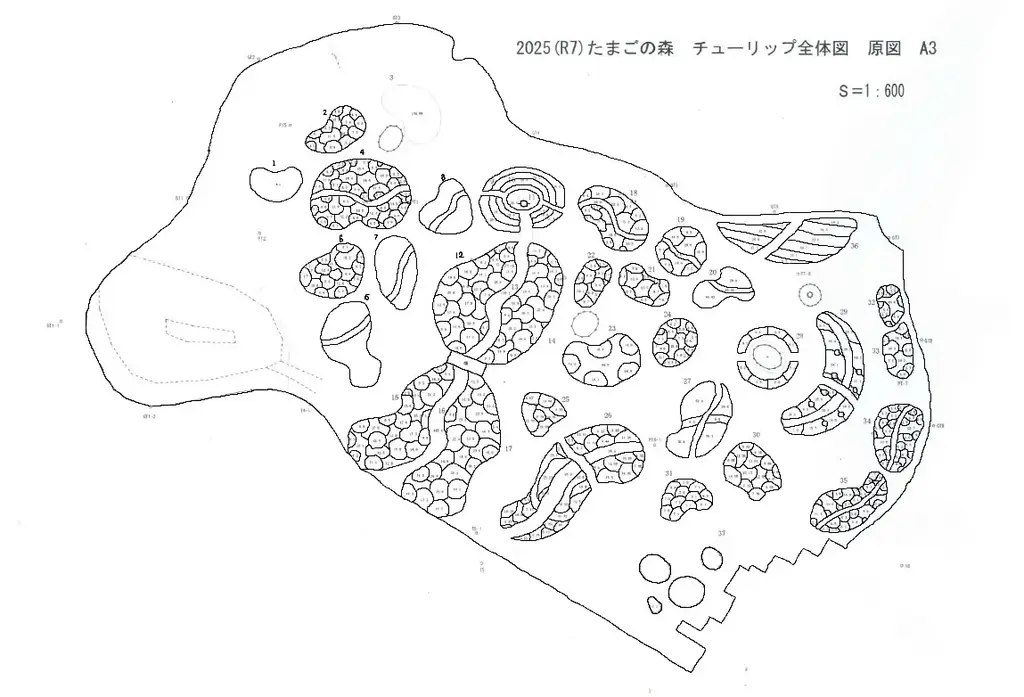 チューリップまもなく見頃です（国営ひたち海浜公園） 画像 3